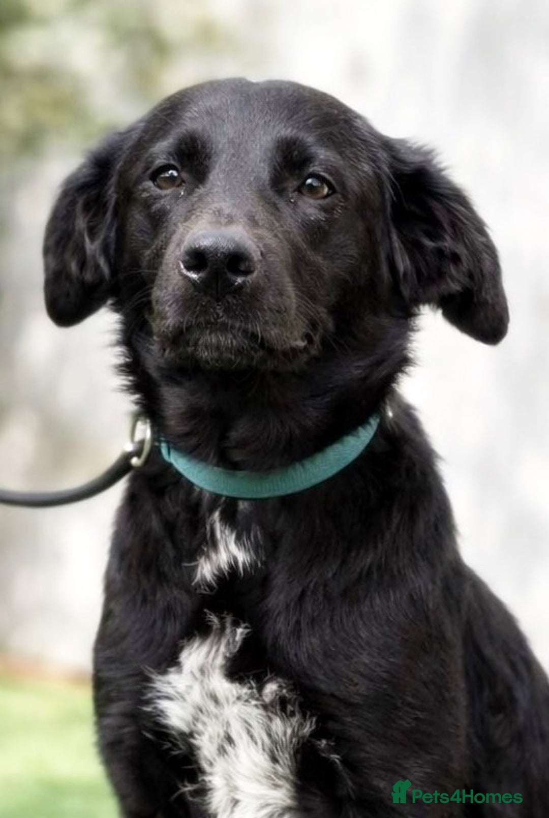 Mixed Breed dogs for adoption: Ebony 🐾 A Soft Little Heart Looking for Love - Advert 1