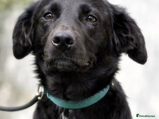 Mixed Breed dogs Ebony 🐾 A Soft Little Heart Looking for Love - Advert 14