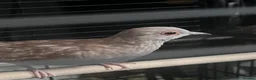 Mixed Breed birds for sale: Female budgies, Love birds and diamond dove in Scunthorpe - Advert 17