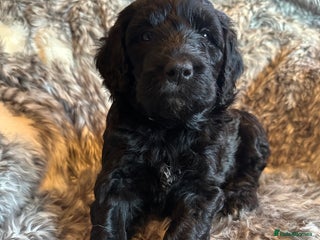 Labradoodle dogs Our Final Available Puppy - Ready 4th January - Advert 4