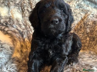 Labradoodle dogs Our Final Available Puppy - Ready 4th January - Advert 7
