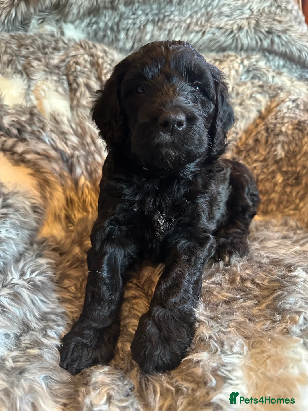Labradoodle dogs for sale: Our Final Available Puppy - Ready 4th January  - Advert 1