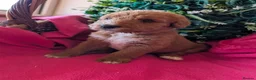 Australian Labradoodle dogs for sale: Stunning Red Australian Labradoodle puppies  - Advert 3