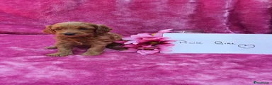 Goldendoodle 6