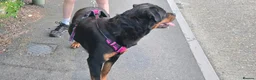 Rottweiler dogs for sale: Female Rottweiler For Sale ... in Guildford - Advert 3