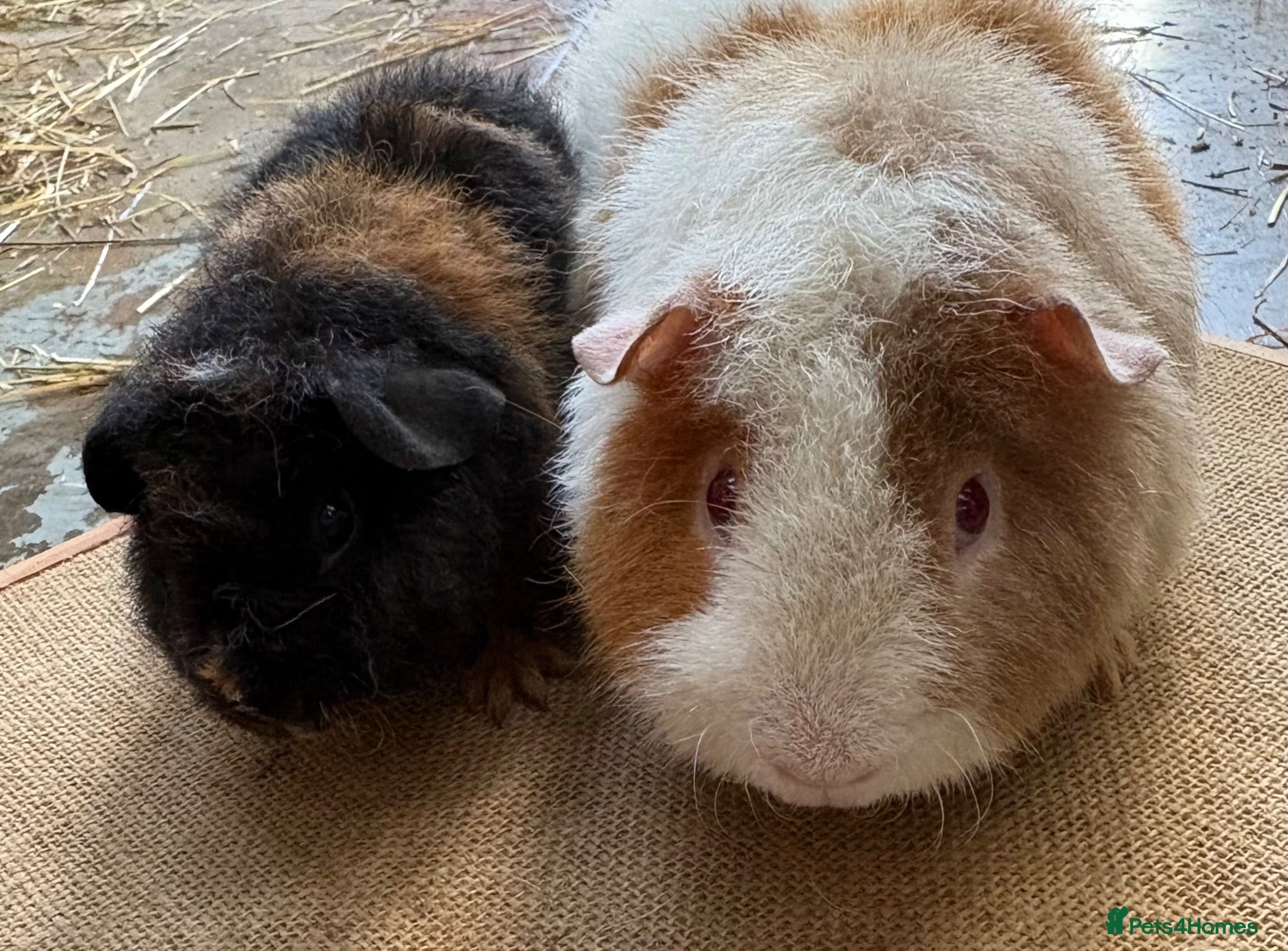Guinea Pig rodents Stunning Teddy Boars - Advert 1