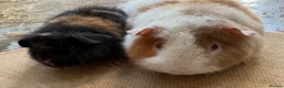 Guinea Pig rodents for sale: Stunning Teddy Boars - Advert 1