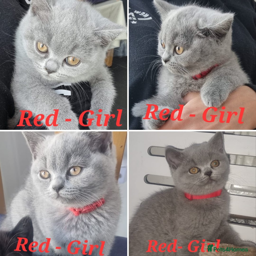 British Shorthair cats for sale: Beautiful BSH kittens in West London - Image 4