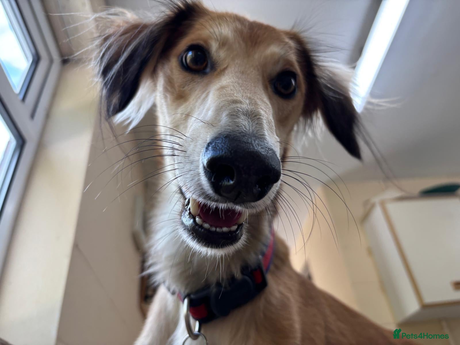 Lurcher dogs Falkor - Advert 2