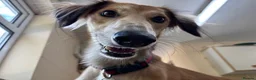 Lurcher dogs for adoption: Falkor - Advert 1