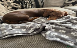 Miniature Dachshund dogs for sale: Miniature dachshund chocolate girl - Image 2