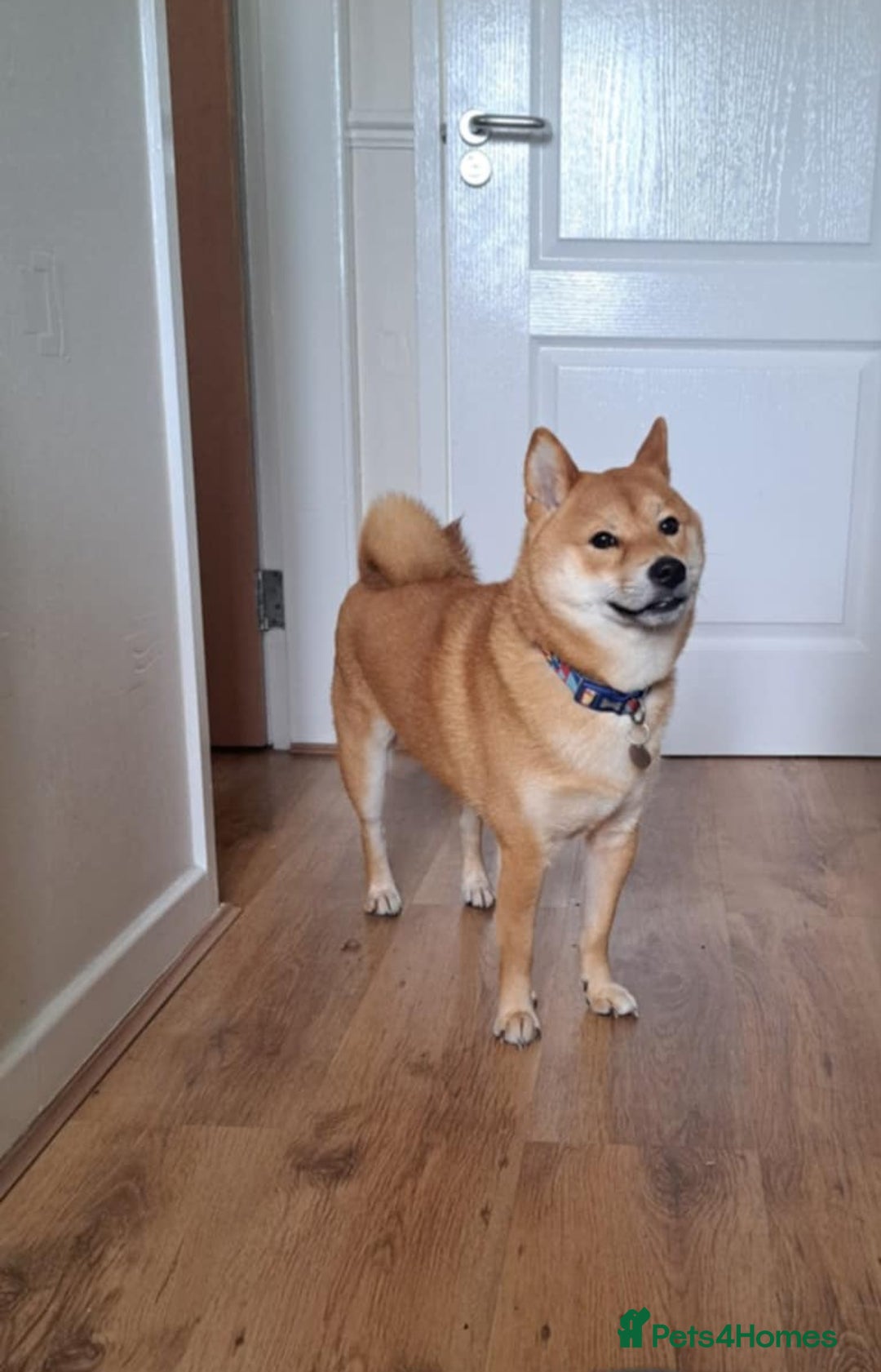Japanese Shiba Inu dogs for stud: KC Registered Japanese Shiba Inu for Stud 🐕 - Image 5