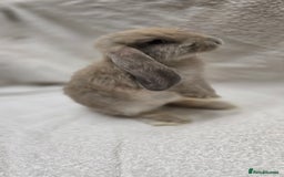 French Lop rabbits for sale: Beautiful French Lop Bunnies - Image 13