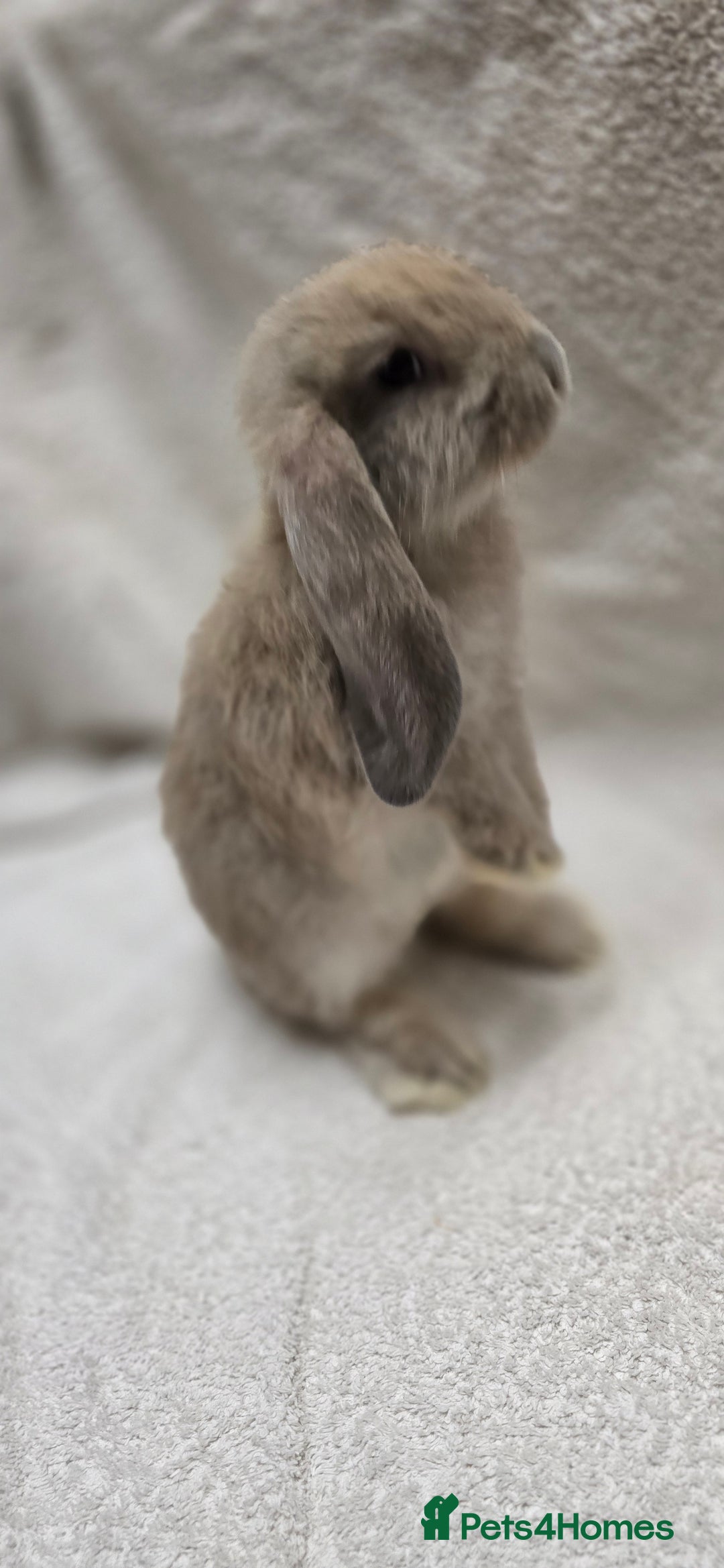 French Lop rabbits for sale: Beautiful French Lop Bunnies - Image 13