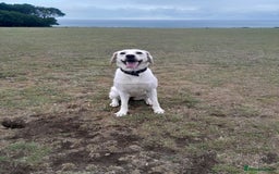 Labrador Retriever dogs for sale: Female labrador  - Image 1