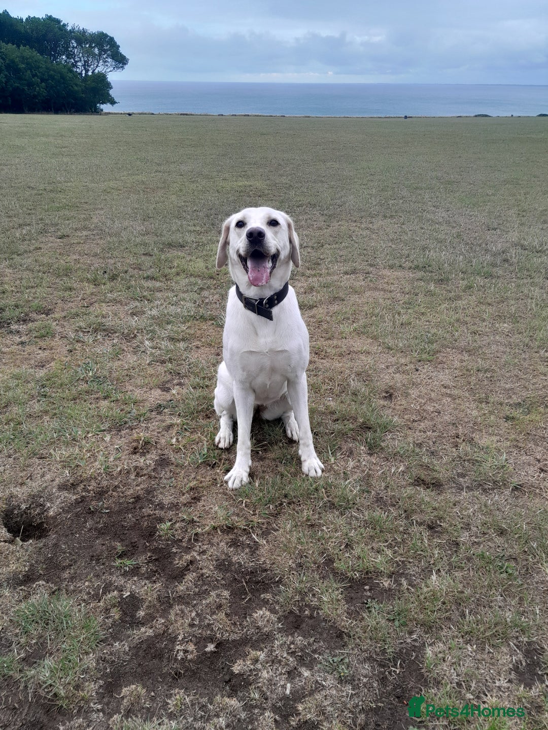 Labrador Retriever dogs for sale: Female labrador  - Image 1