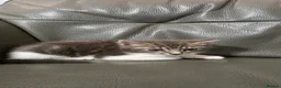 Mixed Breed cats for sale: Kute kitten in Manchester - Advert 6