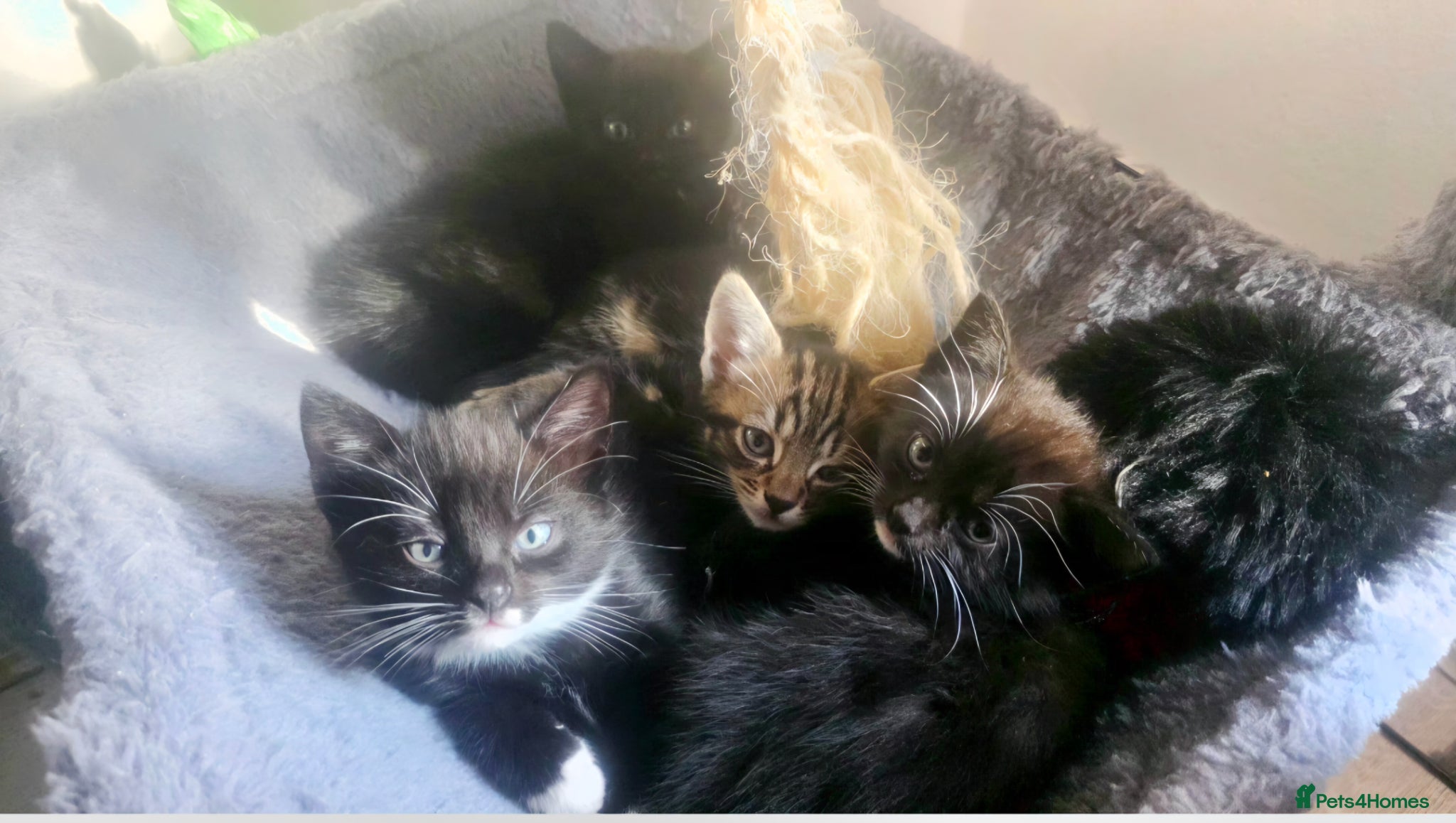 Mixed Breed cats 4 lovely kittens are looking for forever home  - Advert 2