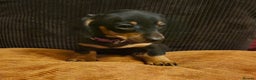 Dachshund dogs for sale: Miniature Dachshund puppies ready for forever home - Advert 2