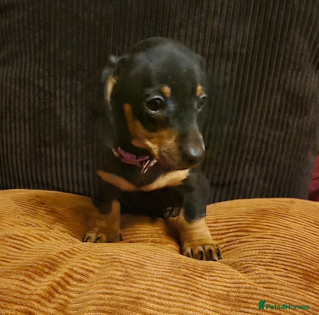 Dachshund dogs for sale: Miniature Dachshund puppies ready for forever home - Advert 2