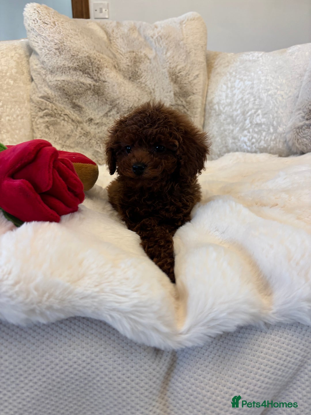 Toy Poodle dogs for sale: Outstanding toy x asain Poodles.  - Advert 3