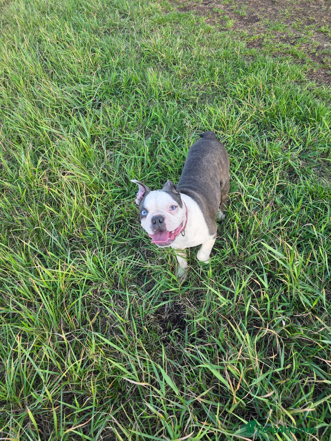 Boston Terrier dogs for stud: Kc registered blue white boy - Advert 6