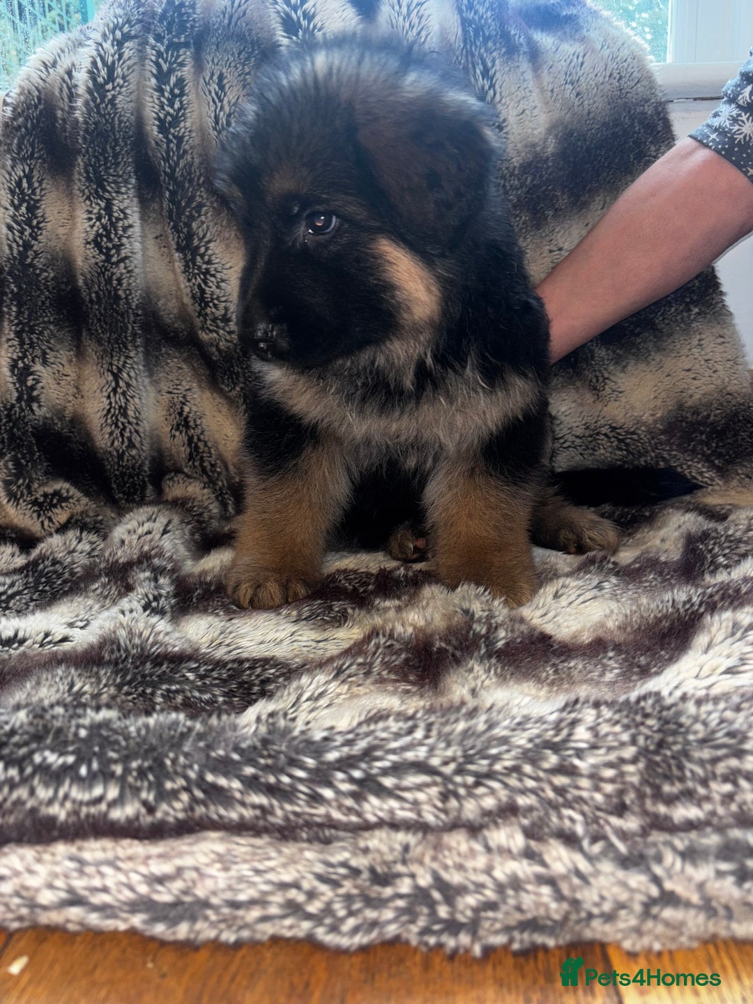 German Shepherd dogs for sale: 5 beautiful German Shepard puppies for sale  - Advert 5