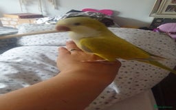 Parakeets birds for sale: Cute Quaker parrots hand reared male and female - Image 26