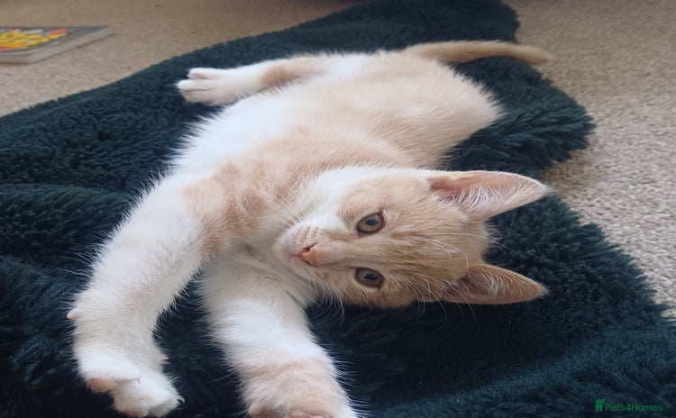 Mixed Breed cats - Advert 9