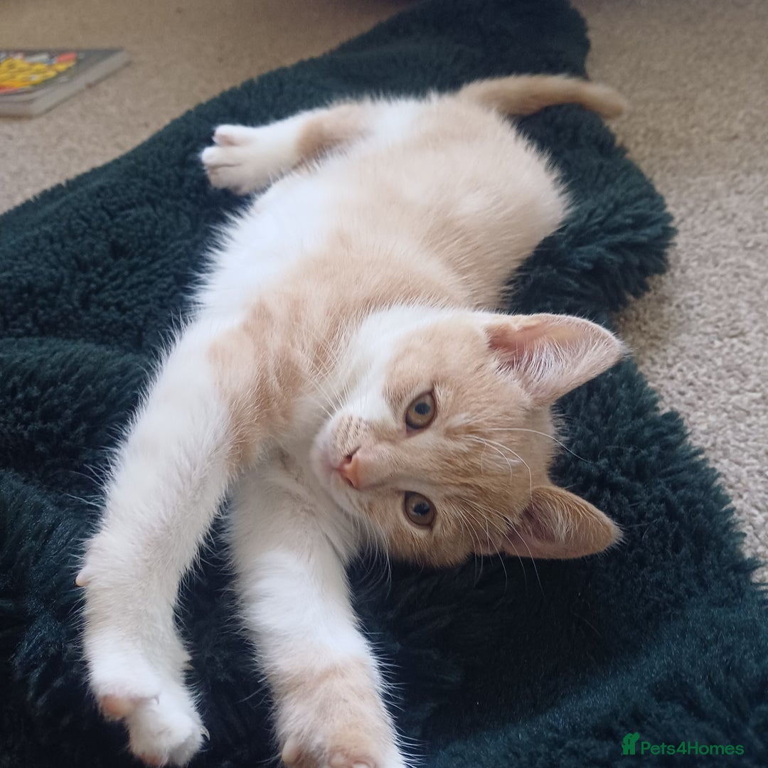 Mixed Breed cats for sale: White and beige kitten - Image 1