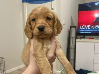 Cocker Spaniel dogs Cocker Spaniel Puppies - Advert 2