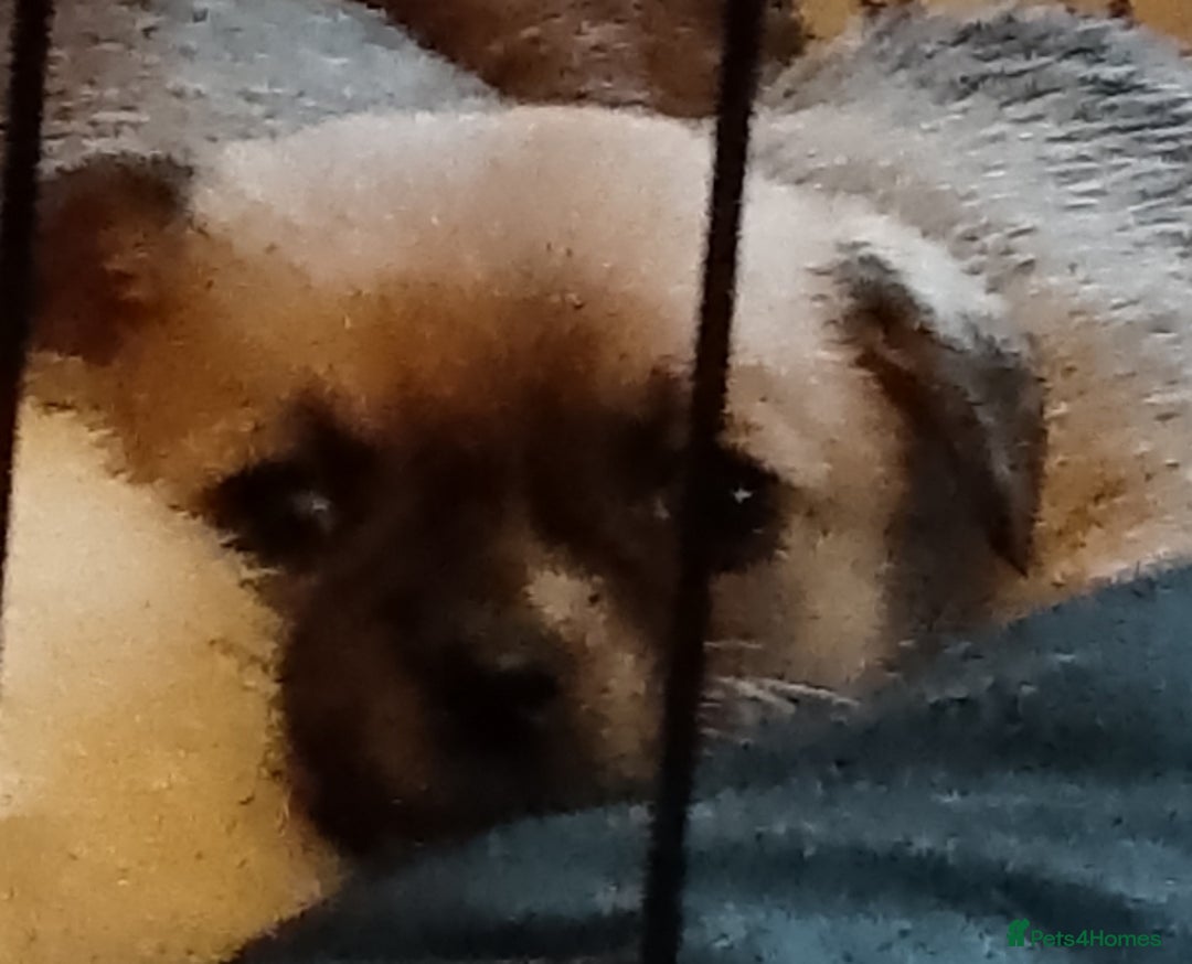 Chihuahua dogs for sale:  Chihuahua puppies can be seen with mum and dad  - Advert 3