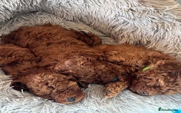 Toy Poodle dogs for sale: PURE Tiny toy poodles- hypoallergenic 3 available - Image 4