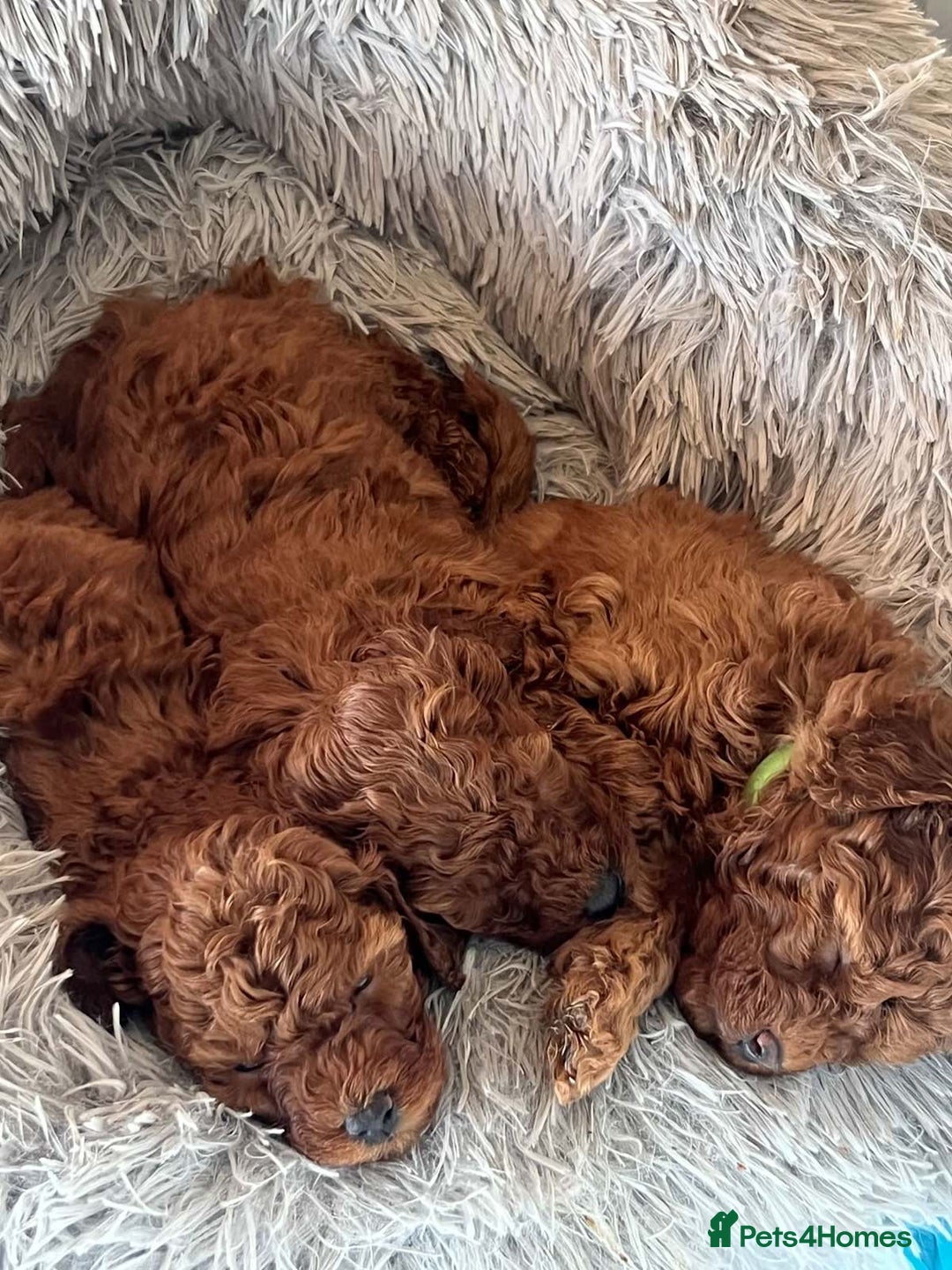 Toy Poodle dogs for sale: PURE Tiny toy poodles- hypoallergenic 3 available - Image 4