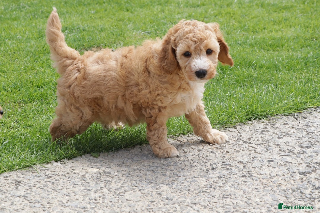 Cockapoo dogs for sale: Beautiful Cockapoo puppies for sale - Image 31