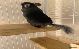 Chinchilla rodents for sale: Beautiful black velvet baby chinchilla girl - Image 6
