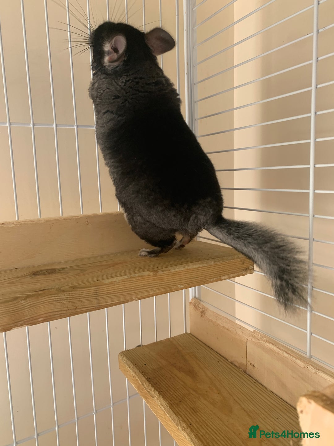Chinchilla rodents for sale: Beautiful black velvet baby chinchilla girl - Image 6