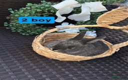 Mini Lion Lop rabbits for sale: 3 baby rabbits looking for their forever home - Image 3