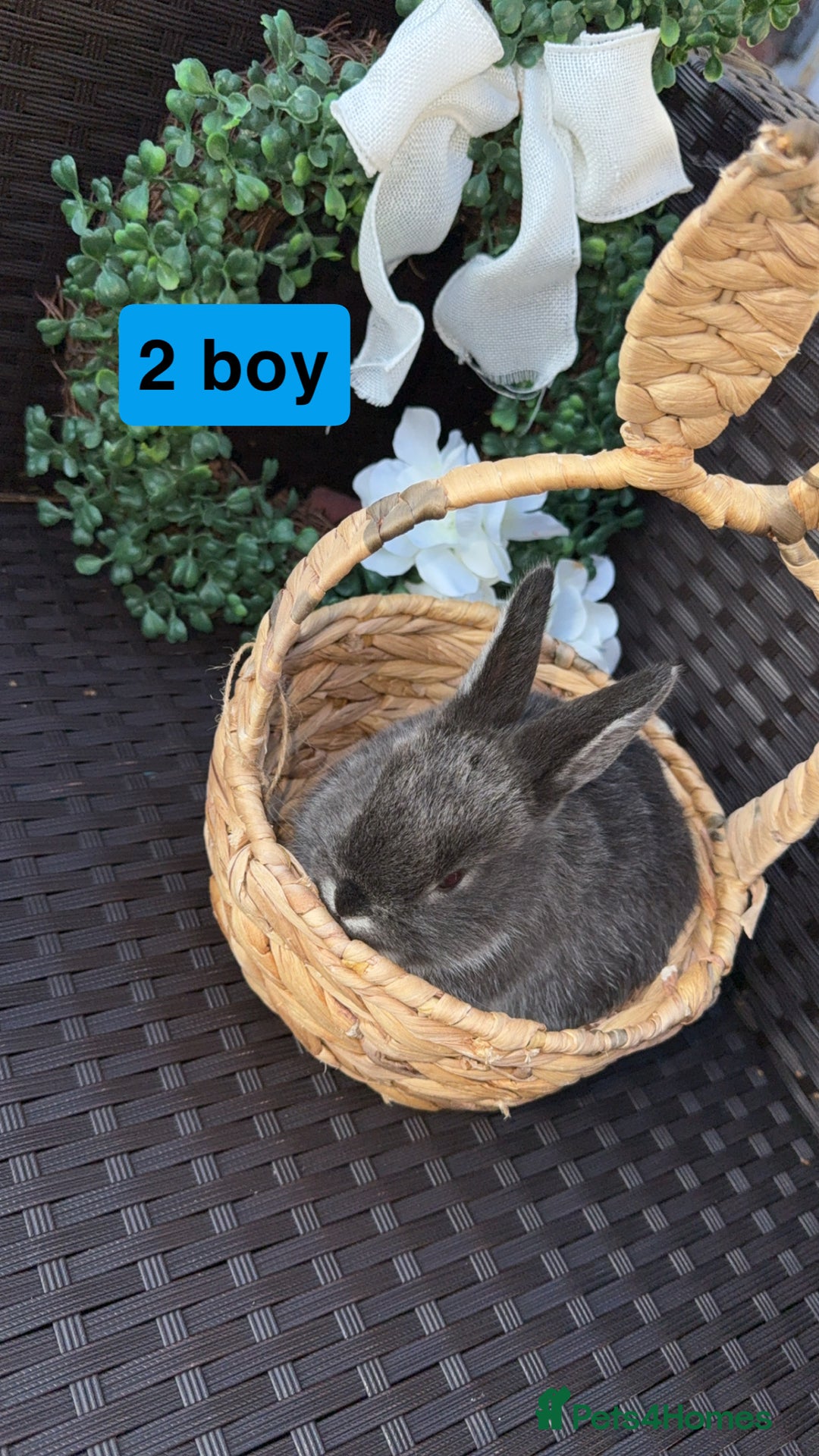 Mini Lion Lop rabbits for sale: 3 baby rabbits looking for their forever home - Image 3