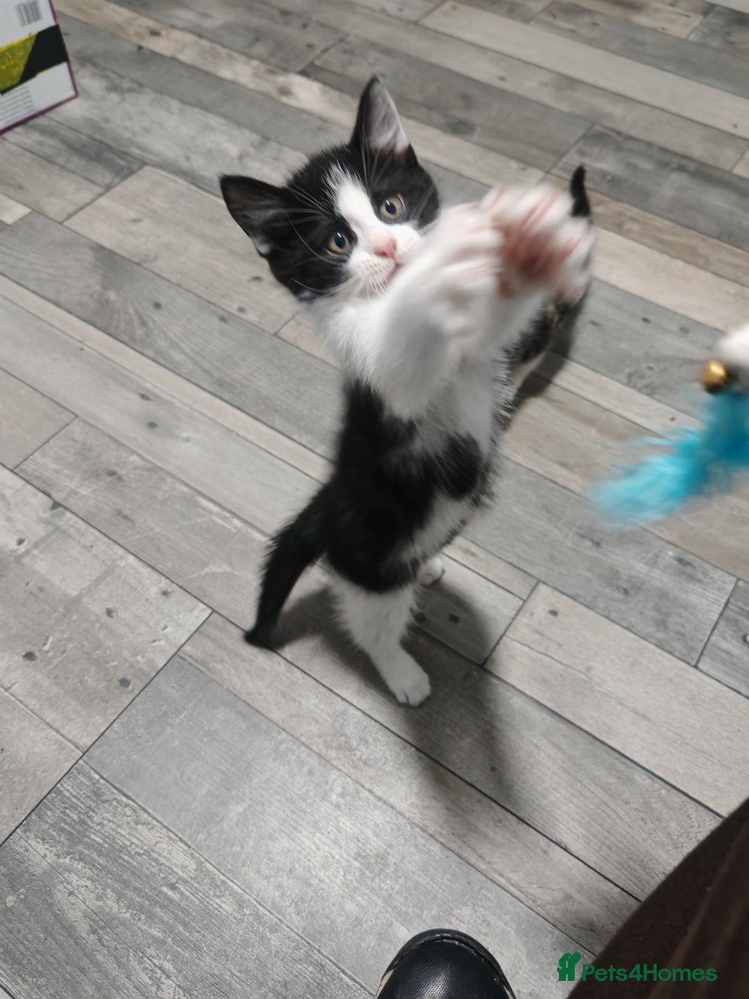 Mixed Breed cats for sale: Kittens for sale!  - Advert 15