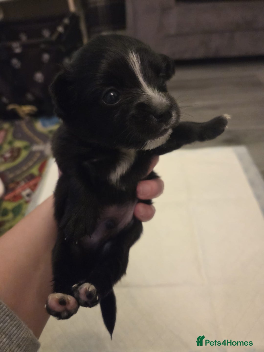 Mixed Breed dogs for sale: Jackchi - Advert 3