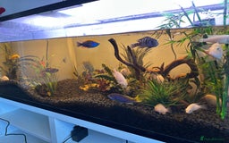 Cichlids fish for sale: Approx 25 cichlids of varying sizes  - Image 2