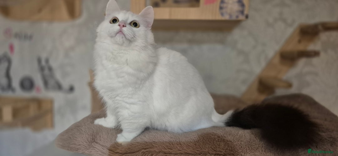 Munchkin cats for sale: Pedigree Munchkin kittens  - Image 25