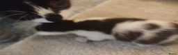 Domestic Shorthair cats for sale: Kittens cute & ready September  - Advert 6