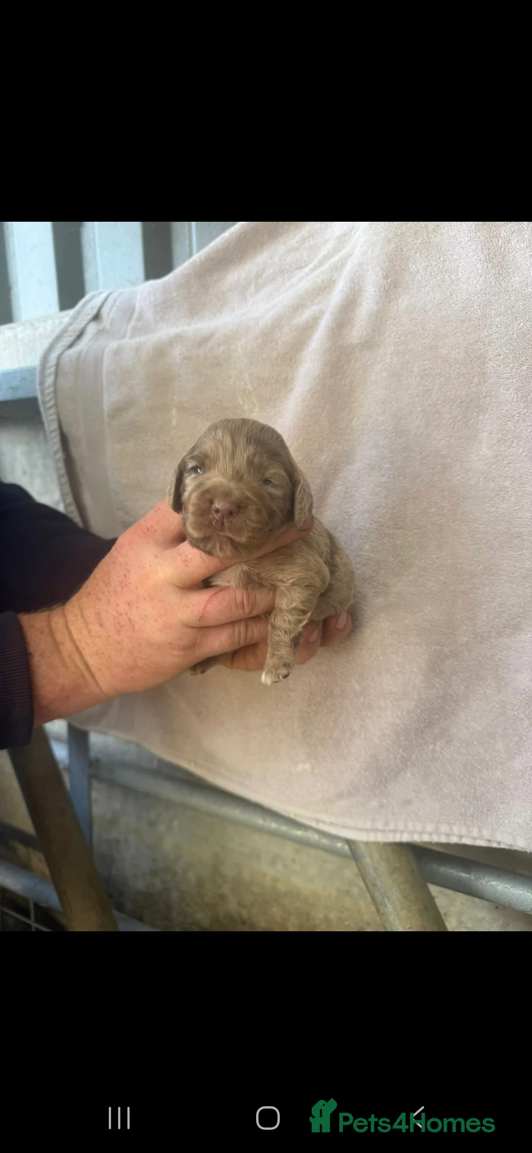 Cocker Spaniel dogs for stud: Merle Cocker stud in Shildon - Advert 30