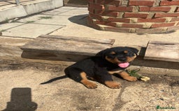 Rottweiler dogs for sale: Championship full pedigree Rottweilers! **1 left** - Image 12