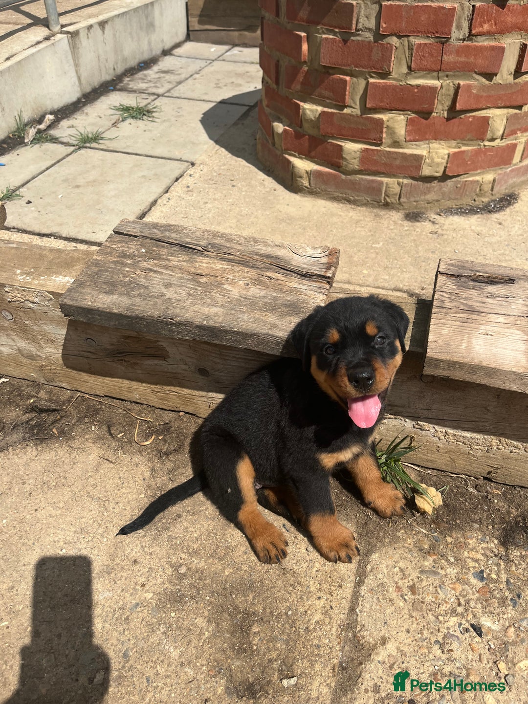 Rottweiler dogs for sale: Championship full pedigree Rottweilers! **1 left** - Image 12