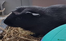 Guinea Pig rodents for sale: 3 guinea pigs & full set up  - Image 3