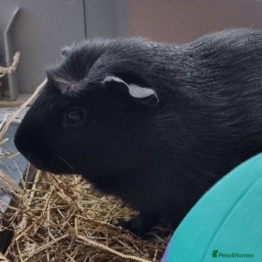 Guinea Pig rodents for sale: 3 guinea pigs & full set up  - Image 3