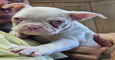 Mixed Breed dogs - Advert 2